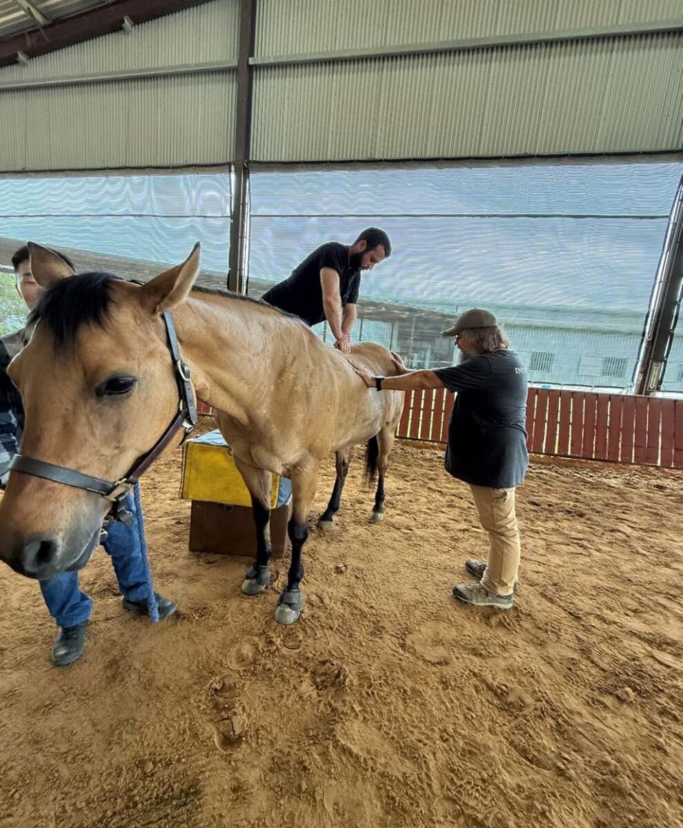 equine chiropractic care