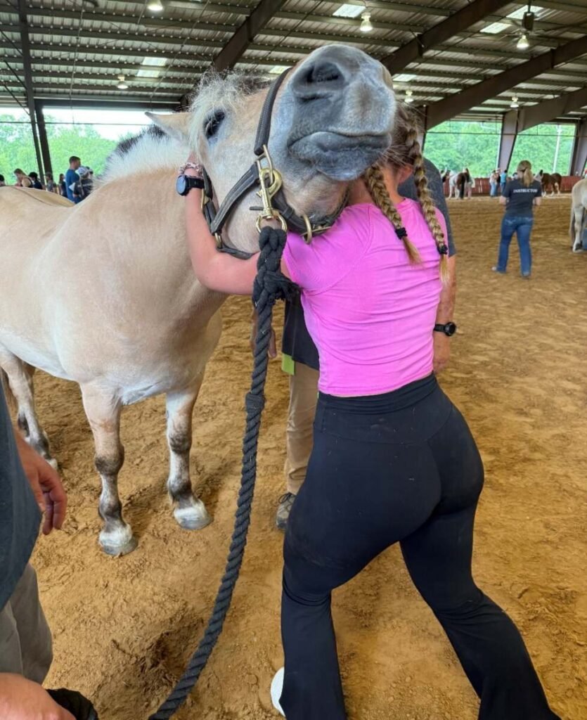 equine chiropractic services