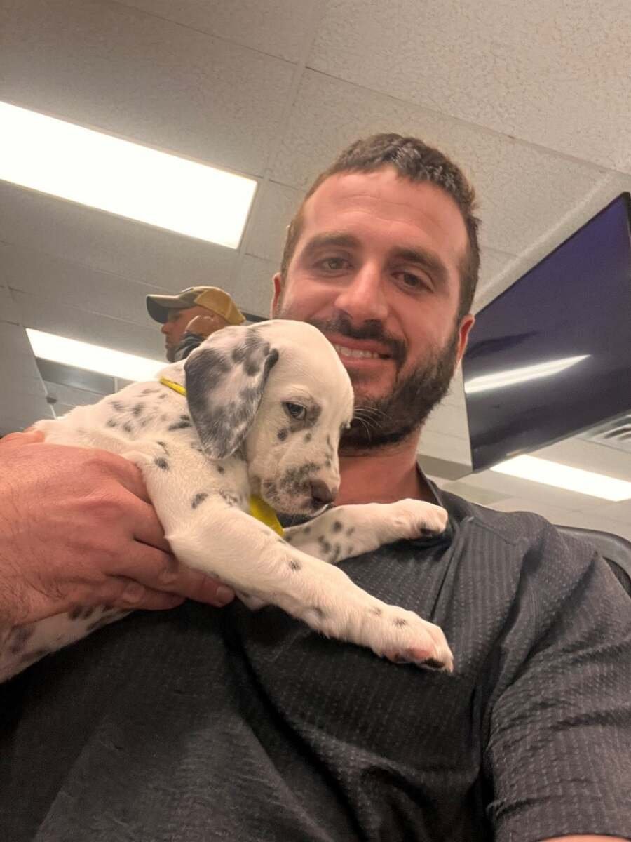 Dog chiropractic therapy