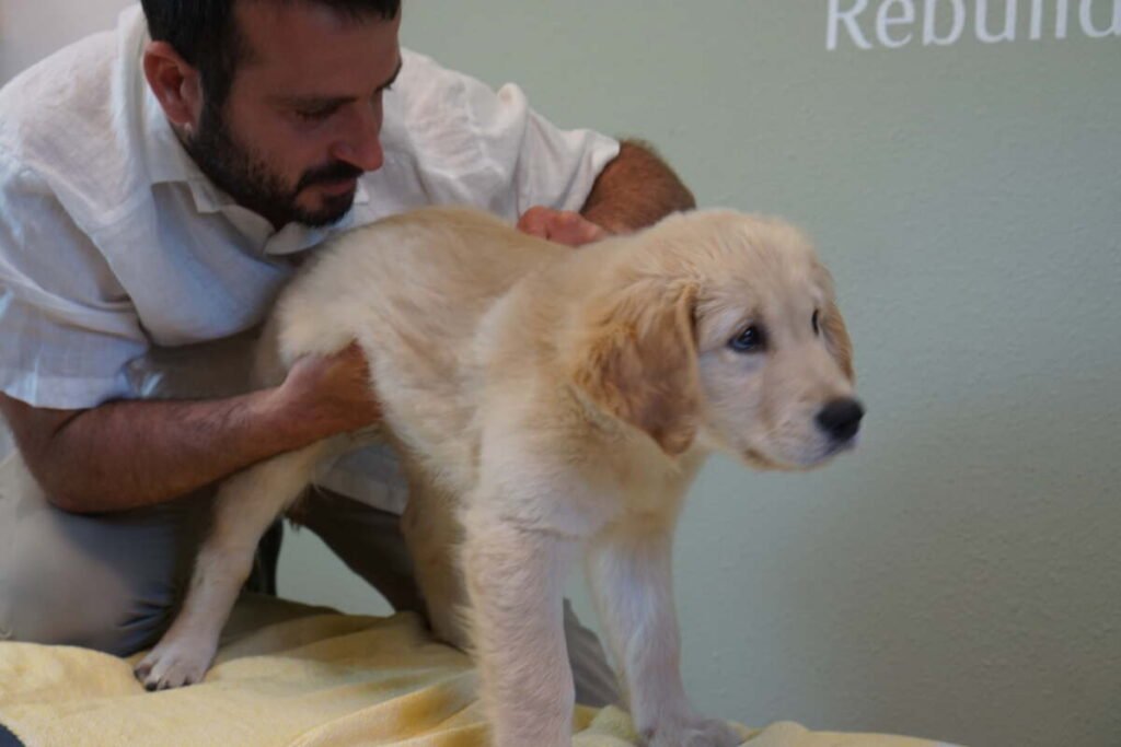 Dr. Orr performing animal chiropractic care on a golden retriever puppy