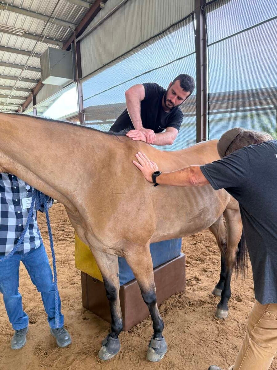 Equine spinal palpation